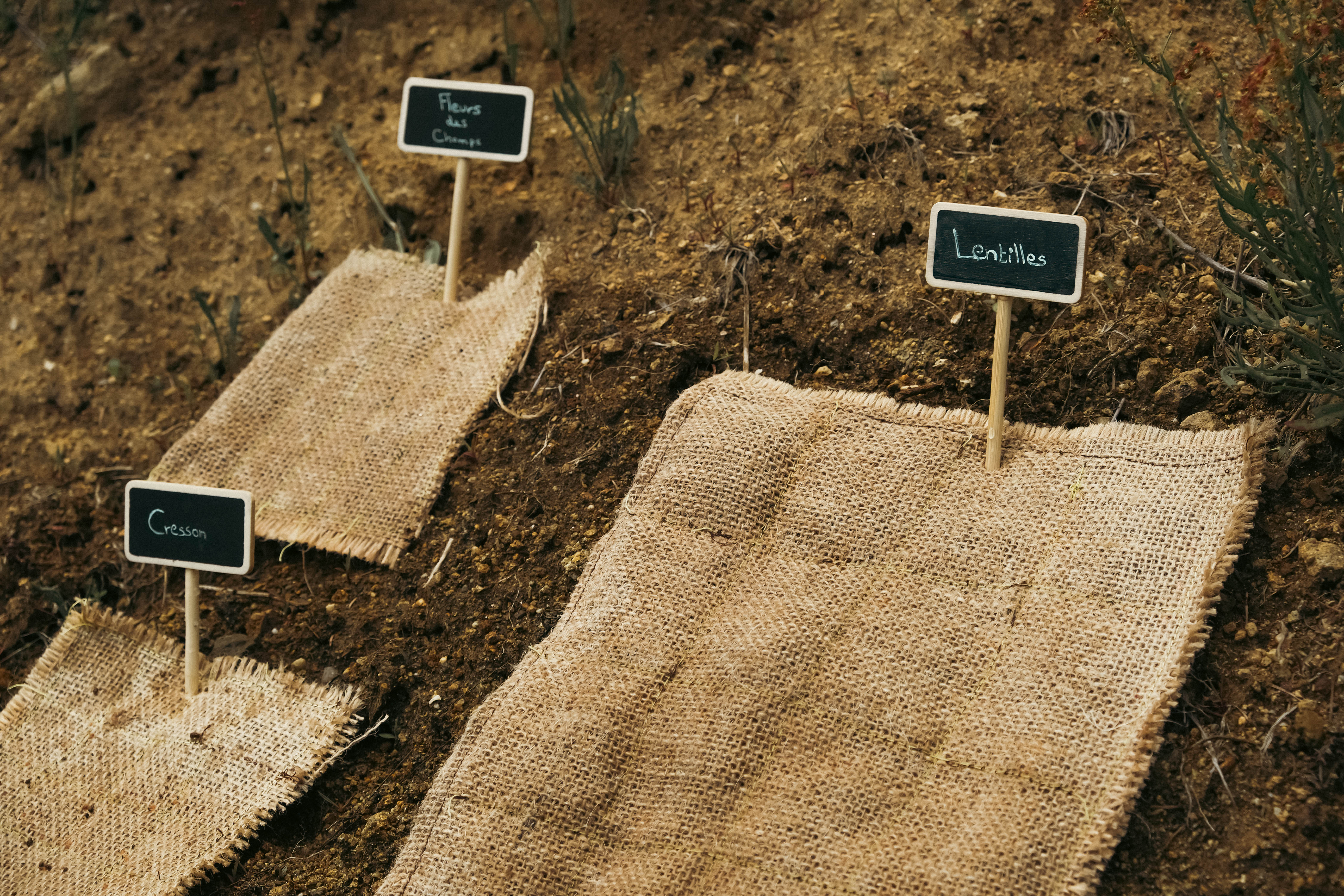 Photo du test des couvertures de survie des sols © Gabrielle Vinas