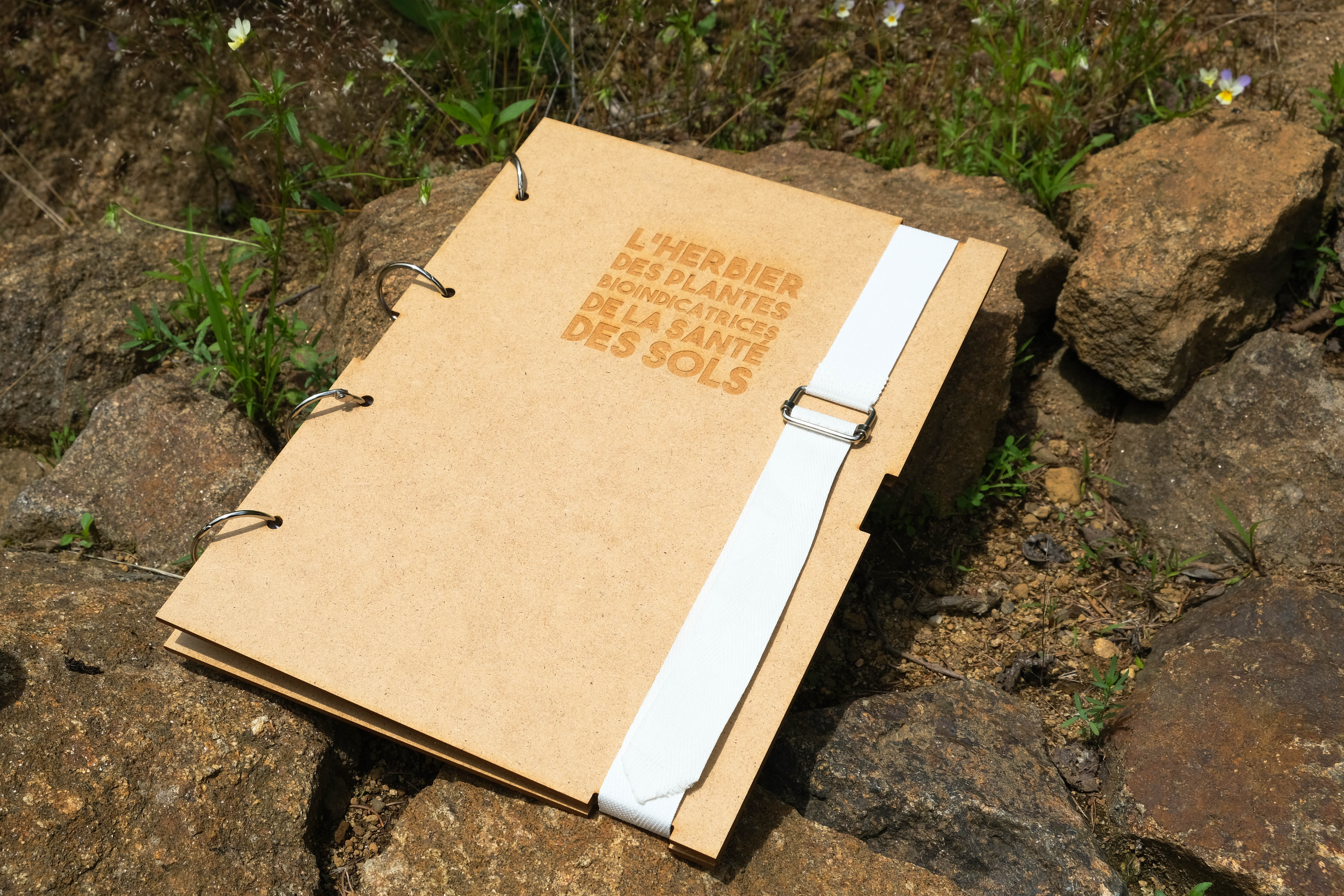 Photo de l'herbier des plantes bioindicatrices des sols © Gabrielle Vinas
