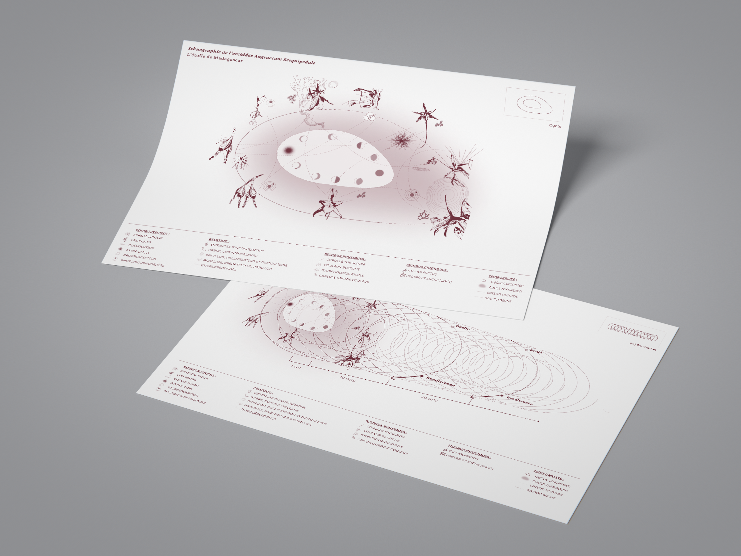 Cartographie des interdépendances de l'orchidée Angraecum Sesquipedale